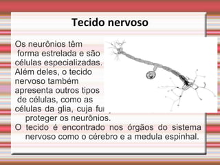 Tecido nervoso
Os neurônios têm
 forma estrelada e são
células especializadas.
Além deles, o tecido
nervoso também
apresenta outros tipos
 de células, como as
células da glia, cuja função é nutrir, sustentar e
   proteger os neurônios.
O tecido é encontrado nos órgãos do sistema
   nervoso como o cérebro e a medula espinhal.
 