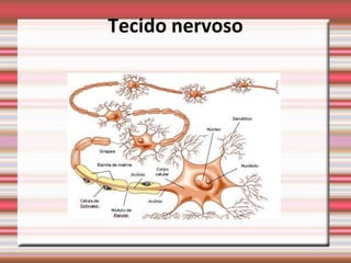 Tecido nervoso
 