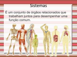 Sistemas
É um conjunto de órgãos relacionados que
  trabalham juntos para desempenhar uma
  função comum.
 