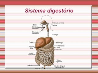 Sistema digestório
 