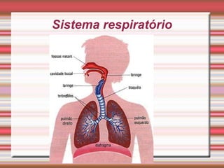 Sistema respiratório
 