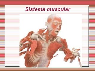 Sistema muscular
 