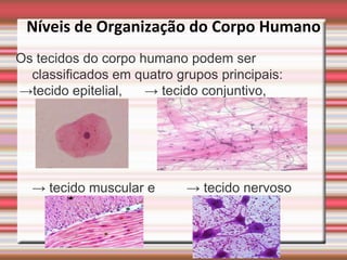 Níveis de Organização do Corpo Humano
Os tecidos do corpo humano podem ser
  classificados em quatro grupos principais:
→tecido epitelial,   → tecido conjuntivo,




  → tecido muscular e       → tecido nervoso
 