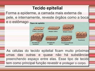 Tecido epitelial
Forma a epiderme, a camada mais externa da
pele, e internamente, reveste órgãos como a boca
e o estômago




As células do tecido epitelial ficam muito próximas
umas das outras e quase não há substâncias
preenchendo espaço entre elas. Esse tipo de tecido
tem como principal função revestir e proteger o corpo.
 