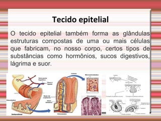 Tecido epitelial
O tecido epitelial também forma as glândulas
estruturas compostas de uma ou mais células
que fabricam, no nosso corpo, certos tipos de
substâncias como hormônios, sucos digestivos,
lágrima e suor.
 