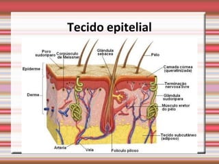 Tecido epitelial
 