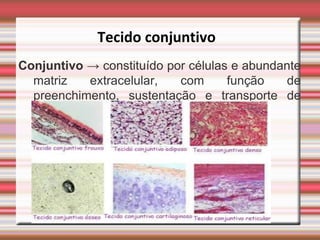 Tecido conjuntivo
Conjuntivo → constituído por células e abundante
  matriz   extracelular,   com      função    de
  preenchimento, sustentação e transporte de
                  substâncias;
 