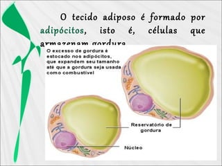 O tecido adiposo é formado por
adipócitos, isto é, células que
armazenam gordura.
 