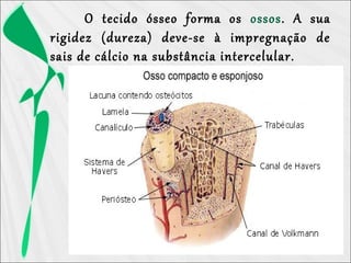 O tecido ósseo forma os ossos. A sua
rigidez (dureza) deve-se à impregnação de
sais de cálcio na substância intercelular.
 