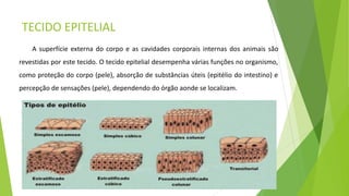 TECIDO EPITELIAL
A superfície externa do corpo e as cavidades corporais internas dos animais são
revestidas por este tecido. O tecido epitelial desempenha várias funções no organismo,
como proteção do corpo (pele), absorção de substâncias úteis (epitélio do intestino) e
percepção de sensações (pele), dependendo do órgão aonde se localizam.
 