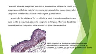 Os tecidos epiteliais ou epitélios têm células perfeitamente justapostas, unidas por
pequena quantidade de material cimentante, com pouquíssimo espaço intercelular.
Os epitélios não são vascularizados e não sangram quando feridos.
A nutrição das células se faz por difusão a partir dos capilares existentes em
outro tecido, o conjuntivo, adjacente ao epitélio a ele ligado. O arranjo das células
epiteliais pode ser comparado ao de ladrilhos ou tijolos bem encaixados.
Tecido Epitelial de Revestimento Pluriestratiﬁcado
Pavimentoso Queratinizado. Microscopia óptica. (E)
Epiderme, (D) Derme, (SC) Células queratinizadas e cera.
 