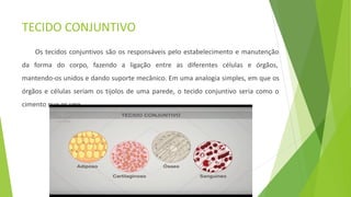 TECIDO CONJUNTIVO
Os tecidos conjuntivos são os responsáveis pelo estabelecimento e manutenção
da forma do corpo, fazendo a ligação entre as diferentes células e órgãos,
mantendo-os unidos e dando suporte mecânico. Em uma analogia simples, em que os
órgãos e células seriam os tijolos de uma parede, o tecido conjuntivo seria como o
cimento que os une.
 
