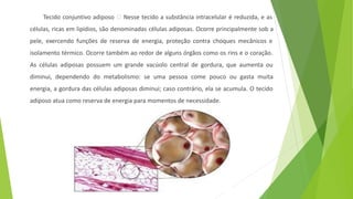 Tecido conjuntivo adiposo 🡪 Nesse tecido a substância intracelular é reduzida, e as
células, ricas em lipídios, são denominadas células adiposas. Ocorre principalmente sob a
pele, exercendo funções de reserva de energia, proteção contra choques mecânicos e
isolamento térmico. Ocorre também ao redor de alguns órgãos como os rins e o coração.
As células adiposas possuem um grande vacúolo central de gordura, que aumenta ou
diminui, dependendo do metabolismo: se uma pessoa come pouco ou gasta muita
energia, a gordura das células adiposas diminui; caso contrário, ela se acumula. O tecido
adiposo atua como reserva de energia para momentos de necessidade.
 