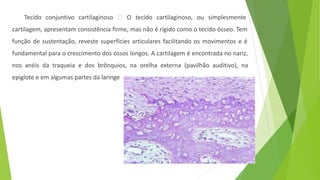 Tecido conjuntivo cartilaginoso 🡪 O tecido cartilaginoso, ou simplesmente
cartilagem, apresentam consistência firme, mas não é rígido como o tecido ósseo. Tem
função de sustentação, reveste superfícies articulares facilitando os movimentos e é
fundamental para o crescimento dos ossos longos. A cartilagem é encontrada no nariz,
nos anéis da traqueia e dos brônquios, na orelha externa (pavilhão auditivo), na
epiglote e em algumas partes da laringe
 