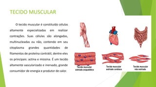 TECIDO MUSCULAR
O tecido muscular é constituído células
altamente especializadas em realizar
contrações. Suas células são alongadas,
multinucleadas ou não, contendo em seu
citoplasma grandes quantidades de
filamentos de proteína contrátil, dentre eles
os principais: actina e miosina. É um tecido
altamente vascularizado e inervado, grande
consumidor de energia e produtor de calor.
 