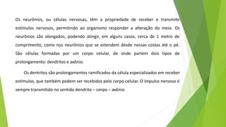 Os neurônios, ou células nervosas, têm a propriedade de receber e transmitir
estímulos nervosos, permitindo ao organismo responder a alteração do meio. Os
neurônios são alongados, podendo atingir, em alguns casos, cerca de 1 metro de
comprimento, como nos neurônios que se estendem desde nossas costas até o pé.
São células formadas por um corpo celular, de onde partem dois tipos de
prolongamento: dendritos e axônio.
Os dentritos são prolongamentos ramificados da célula especializados em receber
estímulos, que também podem ser recebidos pelo corpo celular. O impulso nervoso é
sempre transmitido no sentido dendrito – corpo – axônio.
 