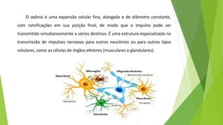 O axônio é uma expansão celular fina, alongada e de diâmetro constante,
com ramificações em sua porção final, de modo que o impulso pode ser
transmitido simultaneamente a vários destinos. É uma estrutura especializada na
transmissão de impulsos nervosos para outros neurônios ou para outros tipos
celulares, como as células de órgãos efetores (musculares e glandulares).
 