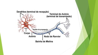 TECIDOS do corpo humano, estude esse conte