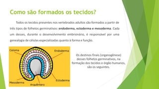 Como são formados os tecidos?
Todos os tecidos presentes nos vertebrados adultos são formados a partir de
três tipos de folhetos germinativos: endoderma, ectoderma e mesoderma. Cada
um desses, durante o desenvolvimento embrionário, é responsável por uma
genealogia de células especializadas quanto à forma e função.
Os destinos finais (organogênese)
desses folhetos germinativos, na
formação dos tecidos e órgão humanos,
são os seguintes.
 