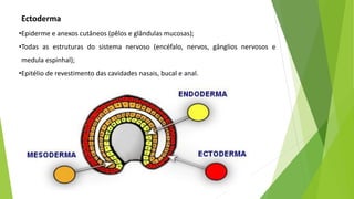 Ectoderma
•Epiderme e anexos cutâneos (pêlos e glândulas mucosas);
•Todas as estruturas do sistema nervoso (encéfalo, nervos, gânglios nervosos e
medula espinhal);
•Epitélio de revestimento das cavidades nasais, bucal e anal.
 