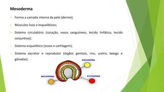 Mesoderma
▪ Forma a camada interna da pele (derme);
▪ Músculos lisos e esqueléticos;
▪ Sistema circulatório (coração, vasos sanguíneos, tecido linfático, tecido
conjuntivo);
▪ Sistema esquelético (ossos e cartilagem);
▪ Sistema excretor e reprodutor (órgãos genitais, rins, uretra, bexiga e
gônadas).
 