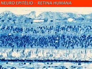TECIDOS.biologia geral para ensino médio ppt