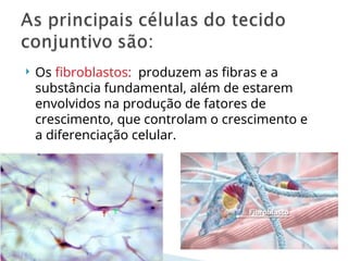  Os fibroblastos: produzem as fibras e a
substância fundamental, além de estarem
envolvidos na produção de fatores de
crescimento, que controlam o crescimento e
a diferenciação celular.
 