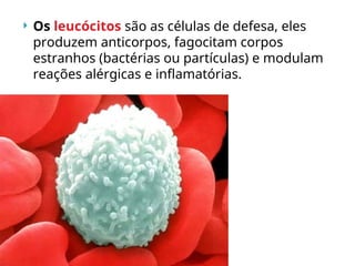  Os leucócitos são as células de defesa, eles
produzem anticorpos, fagocitam corpos
estranhos (bactérias ou partículas) e modulam
reações alérgicas e inflamatórias.
 