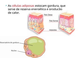  As células adiposas estocam gordura, que
serve de reserva energética e produção
de calor.
 