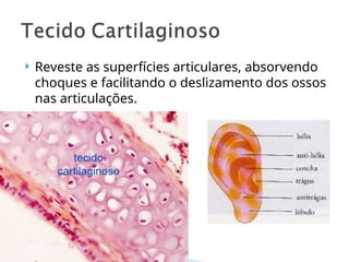  Reveste as superfícies articulares, absorvendo
choques e facilitando o deslizamento dos ossos
nas articulações.
 