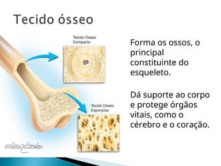  Forma os ossos, o
principal
constituinte do
esqueleto.
 Dá suporte ao corpo
e protege órgãos
vitais, como o
cérebro e o coração.
 