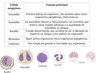 Célula
sanguínea
Função principal
Neutrófilo Primeira defesa do organismo, são atraídos pelos micro-
organismos patogênicos, destruindo-os.
Eosinófilo Os eosinófilos liberam a hidrocortizona, um hormônio que
diminui essas reações alérgicas e a quantidade de
eosinófilos no sangue.
Basófilo Função desconhecida, que acredita-se ser a liberação da
heparina no sangue, uma espécie de coagulante.
Monócitos Agem contra organismos micro-organismos patogênicos.
Linfócitos Tem função de garantir a imunidade aos organismos.
 
