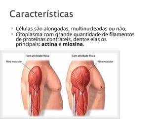  Células são alongadas, multinucleadas ou não,
 Citoplasma com grande quantidade de filamentos
de proteínas contráteis, dentre elas os
principais: actina e miosina.
 