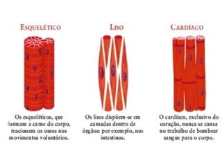 TECIDOS.biologia geral para ensino médio ppt