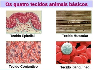 TECIDOS.biologia geral para ensino médio ppt