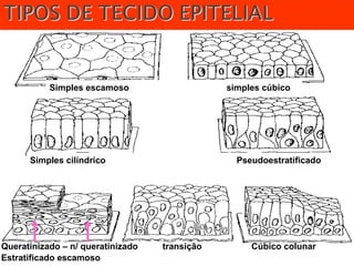 Simples escamoso simples cúbico
Simples cilíndrico Pseudoestratificado
Queratinizado – n/ queratinizado transição Cúbico colunar
Estratificado escamoso
 