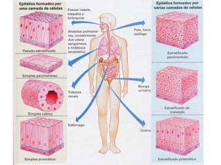 TECIDOS.biologia geral para ensino médio ppt