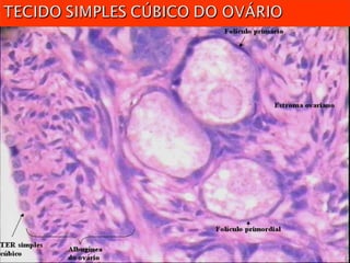 TECIDOS.biologia geral para ensino médio ppt