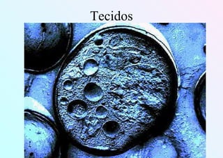 Tecidos
 