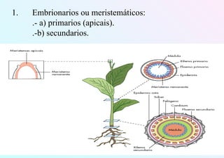 1. Embrionarios ou meristemáticos:
.- a) primarios (apicais).
.-b) secundarios.
 