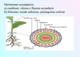 Meristemas secundarios:
a) cambium: xilema e floema secundario
b) felóxeno: tecido suberoso, parénquima cortical
 