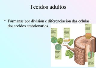 Tecidos adultos
• Fórmanse por división e diferenciación das células
dos tecidos embrionarios.
 
