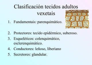 Clasificación tecidos adultos
vexetais
1. Fundamentais: parenquimático.
2. Protectores: tecido epidérmico, suberoso.
3. Esqueléticos: colenquimático,
esclerenquimático.
4. Conductores: leñoso, liberiano
5. Secretores: glandular.
 