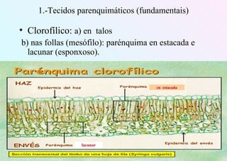 1.-Tecidos parenquimáticos (fundamentais)
• Clorofílico: a) en talos
b) nas follas (mesófilo): parénquima en estacada e
lacunar (esponxoso).
en estacada
lacunar
 