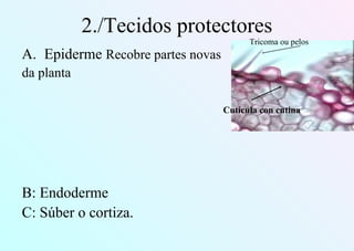 2./Tecidos protectores
A. Epiderme Recobre partes novas
da planta
B: Endoderme
C: Súber o cortiza.
Cutícula con cutina
Tricoma ou pelos
 