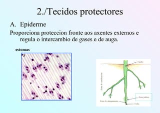 2./Tecidos protectores
A. Epiderme
Proporciona proteccion fronte aos axentes externos e
regula o intercambio de gases e de auga.
estomas
 
