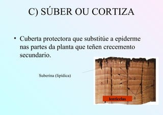 C) SÚBER OU CORTIZA
• Cuberta protectora que substitúe a epiderme
nas partes da planta que teñen crecemento
secundario.
lenticelas
Suberina (lipídica)
 