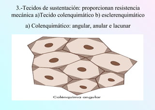 3.-Tecidos de sustentación: proporcionan resistencia
mecánica a)Tecido colenquimático b) esclerenquimático
a) Colenquimático: angular, anular e lacunar
 