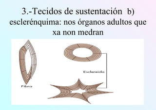 3.-Tecidos de sustentación b)
esclerénquima: nos órganos adultos que
xa non medran
 