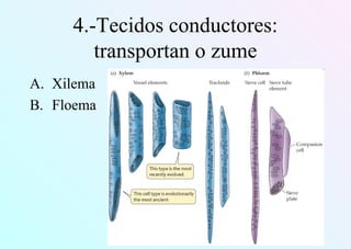 4.-Tecidos conductores:
transportan o zume
A. Xilema
B. Floema
 